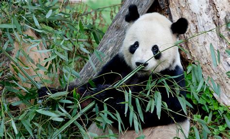 What DC’s giant pandas taught the world about conservation during their time at the National Zoo